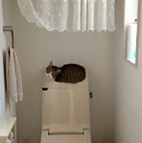猫,トイレ