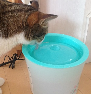 猫が自動給水器を使う