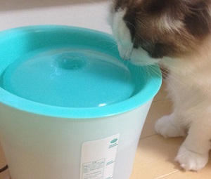 猫の自動給水器はピュアクリスタルがいいってホント ママが疑問に思うコト