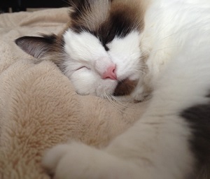 猫ホイホイで爆睡する猫