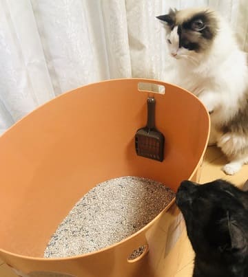 上から猫トイレに猫砂を入れる