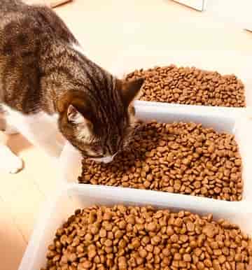 ロイヤルカナンプロテインエクシジェントを食べる猫
