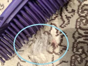 カーペットについた猫の毛,掃除